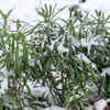 Article image for: Flowers that survive under cold <i class="tbold">weather</i> conditions