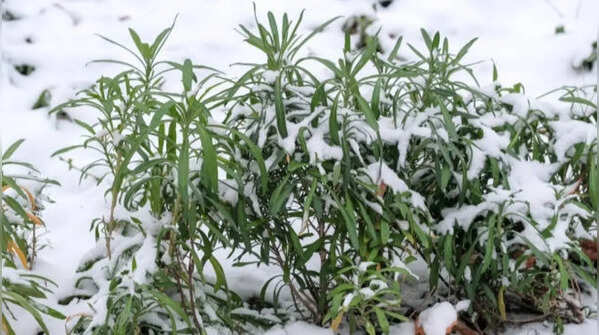 Flowers that survive under cold weather conditions