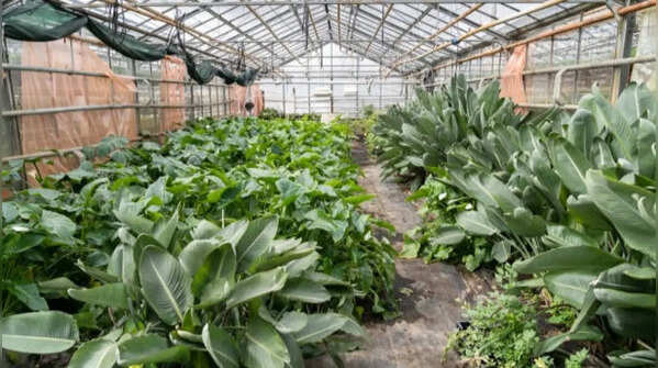 Herbs that tolerate colder temperatures are highly productive