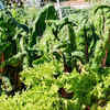 Article image for: Leafy greens and quick-growing vegetables thrive in milder <i class="tbold">temperature</i>s