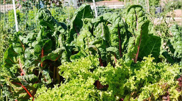 Leafy greens and quick-growing vegetables thrive in milder temperatures
