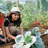 Article image for: Brassica vegetables grow better in cooler <i class="tbold">weather</i>