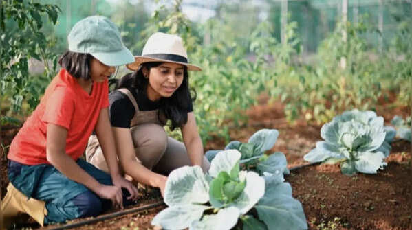 Brassica vegetables grow better in cooler weather
