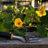 Article image for: The best flowers, herbs, and vegetables to plant in June in Australia