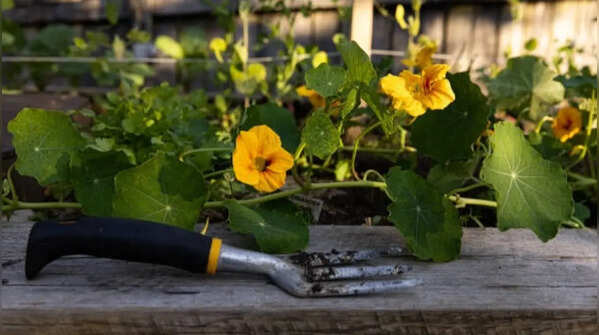 The best flowers, herbs, and vegetables to plant in June in Australia