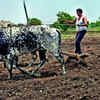 Article image for: Marathwada farmers refit ploughs on oxen amidst diesel shortage