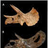 Article image for: In 2017, Colorado construction workers accidentally dug up a very rare dinosaur fossil