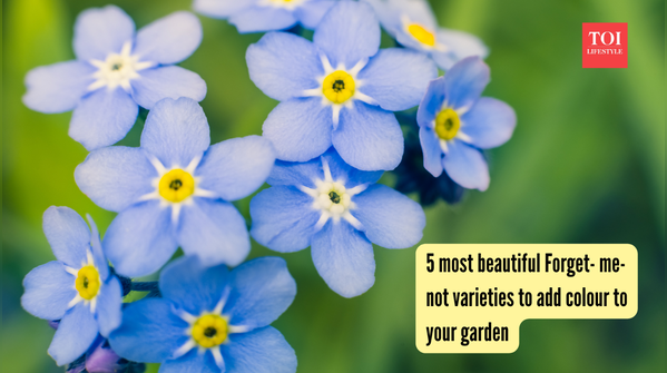 5 most beautiful Forget- me- not varieties to add colour to your garden