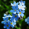 Victoria blue