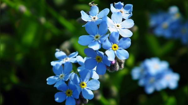 Victoria blue