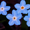 Alpine forget-me-not
