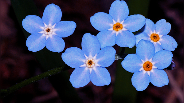 Alpine forget-me-not
