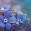 Chinese forget-me-not