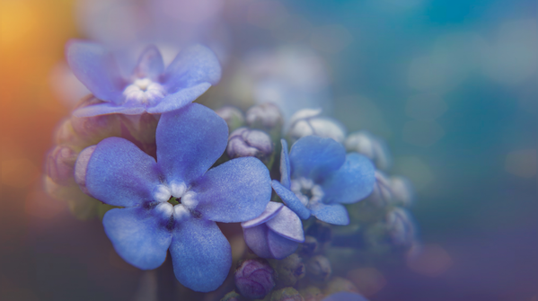 Chinese forget-me-not