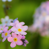 True woodland forget-me-not