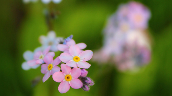 True woodland forget-me-not