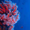 Article image for: Scientists reveal over 1,100 newly recorded species from Coral Sea waters