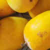 Kesar mangoes