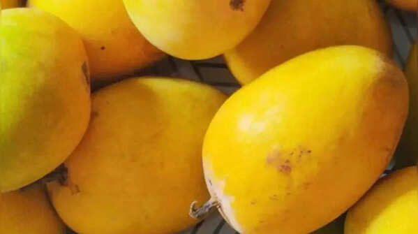 Kesar mangoes