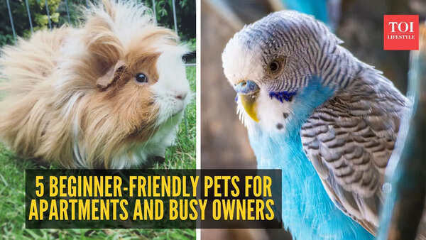 5 beginner-friendly pets for apartments and busy owners