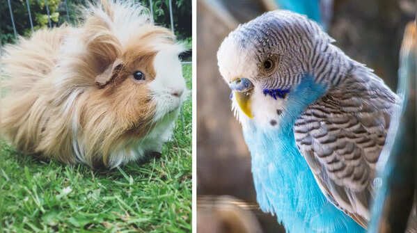 5 beginner-friendly pets for busy owners