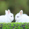 The Rabbit
