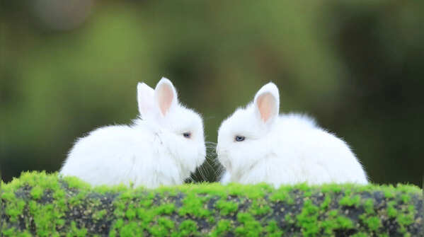 The Rabbit