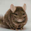 The Chinchilla