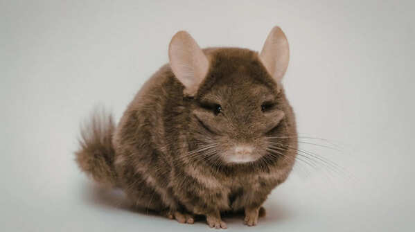 The Chinchilla