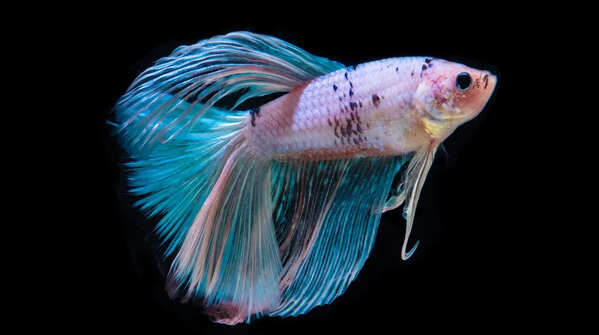 The Betta Fish