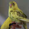 The Budgie