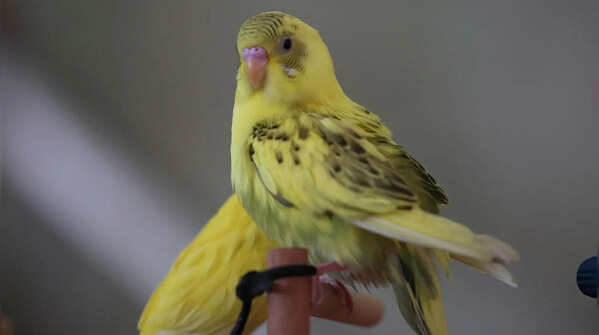 The Budgie