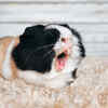 The Guinea Pig