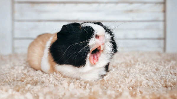 The Guinea Pig