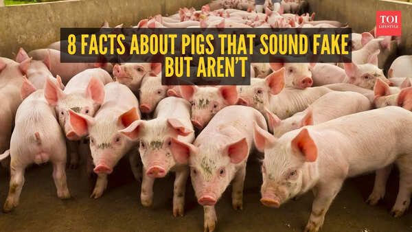 They remember faces and may be smarter than your dog: 8 facts about pigs that sound fake but aren’t