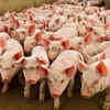 Pigs are social animals
