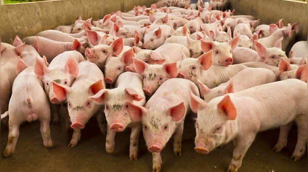 Pigs are social animals