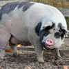 Piglets recognise their mother very early
