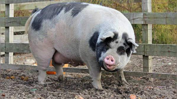 Piglets recognise their mother very early