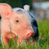 Pigs roll in mud for a reason