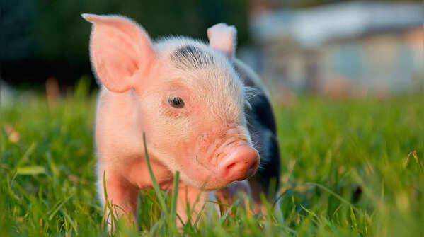 Pigs roll in mud for a reason