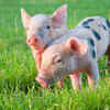 Pigs can learn routines quickly