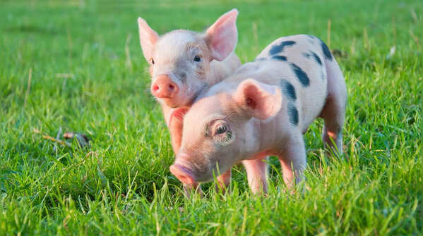 Pigs can learn routines quickly