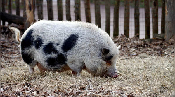 8 facts about pigs that sound fake but aren’t
