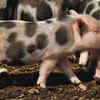 Pigs have good memory skills
