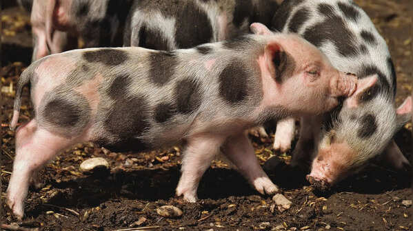 Pigs have good memory skills