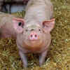 Wild pigs can be dangerous