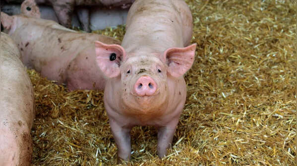 Wild pigs can be dangerous
