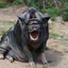 Pigs are often misunderstood