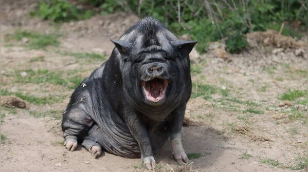 Pigs are often misunderstood